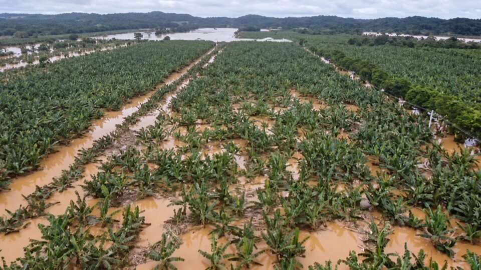 Cheia arrasa polo de banana e expõe prejuízo milionário no maior estado produtor do país