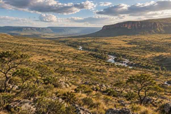 Árvores do Cerrado ajudam a preservar a biodiversidade e a história de Araxá
